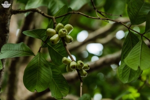 Zanzibar: 1 Day Pungume Sandbank Sailboat, Spice farm tour