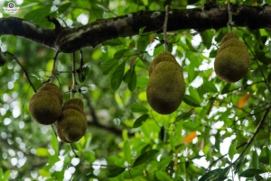 Zanzibar: 1 Day Pungume Sandbank Sailboat, Spice farm tour