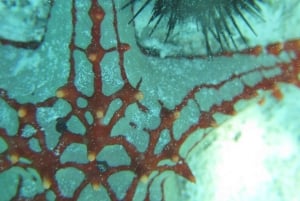 Zanzibar 1 Day Scuba Diving Course for Beginners with Lunch