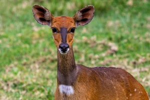 Zanzibar: tour di 2 giorni e 1 notte al Parco Nazionale di Mikumi in barca