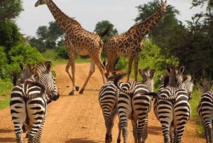 Zanzibar: tour di 2 giorni e 1 notte al Parco Nazionale di Mikumi in barca