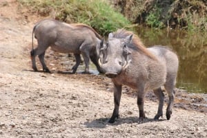 Zanzibar: tour di 2 giorni e 1 notte al Parco Nazionale di Mikumi in barca