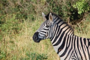 Arusha: 1-Day Big Five Tanzania wildlife Safari