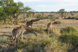 Arusha: 1-Day Big Five Tanzania wildlife Safari