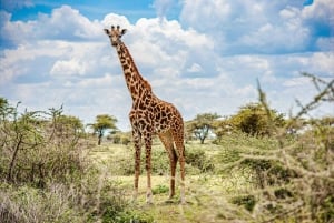 Arusha: 1-Day Big Five Tanzania wildlife Safari