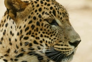 Arusha: 1-Day Big Five Tanzania wildlife Safari