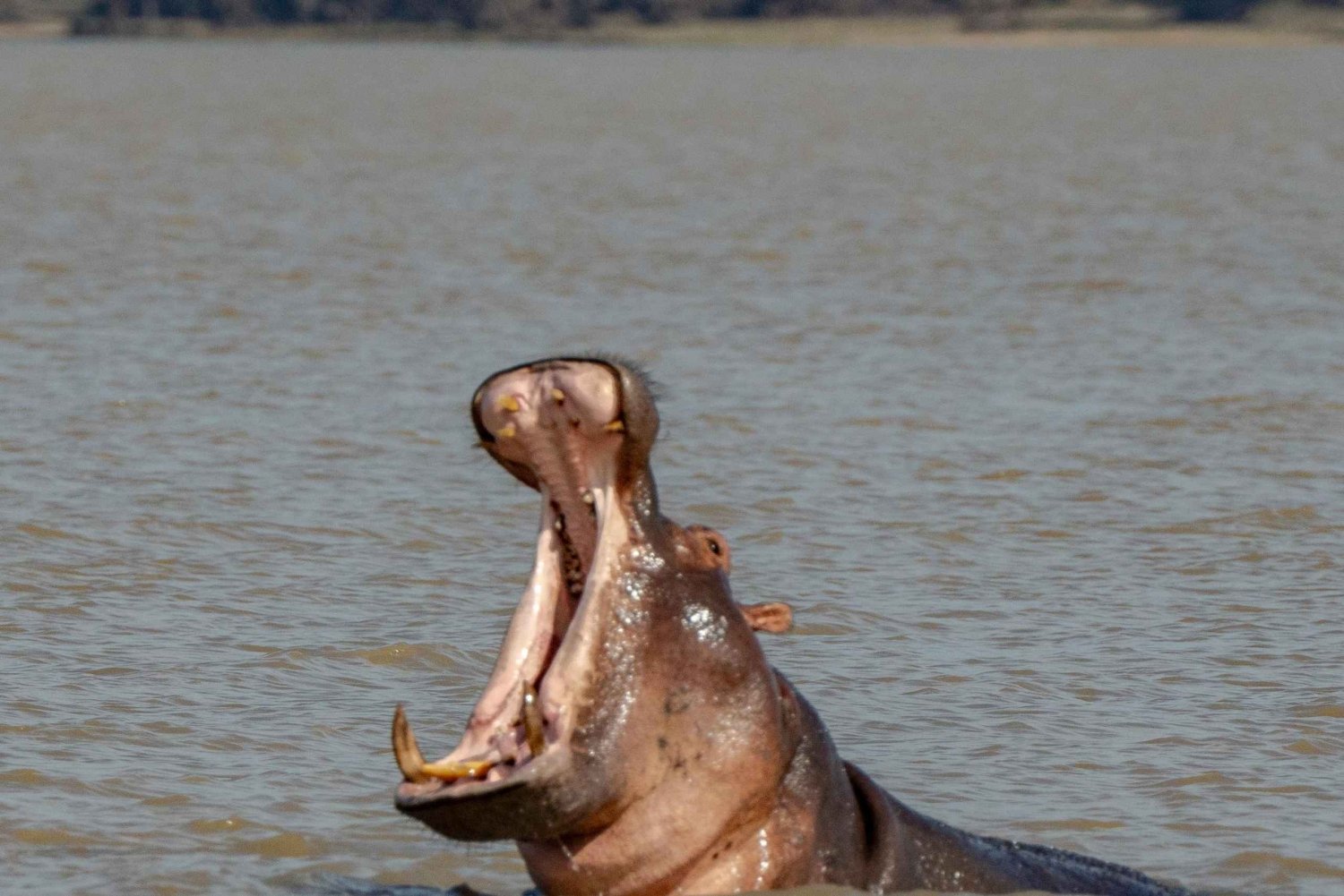 Zanzibar: Safári de 2 dias no Parque Nacional Nyerere com balsa