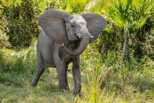 Zanzibar: 2-dages safari i Nyerere National Park med færge