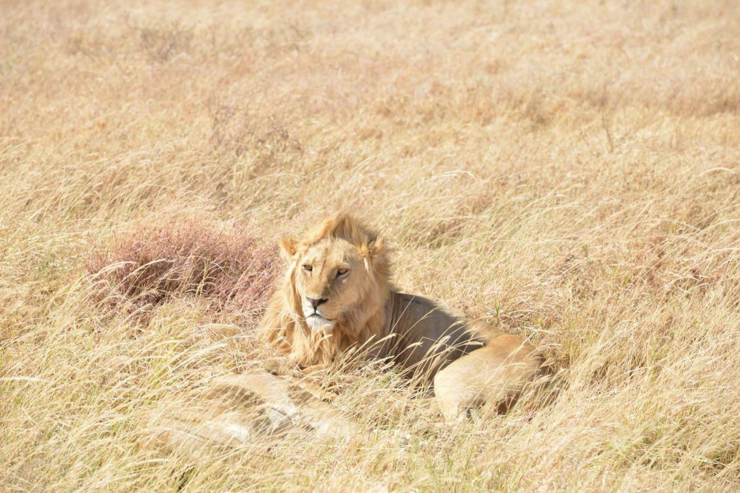 Sansibar: 2 päivän Nyereren kansallispuiston safari lentojen kanssa