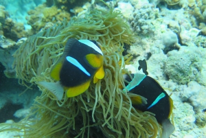 Zanzibar: 2 Day PADI Advanced Open Water Course(+5 OW Dives)