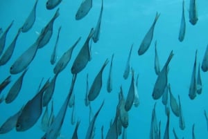 Zanzibar 2 Days PADI Scuba Diver Course (+ 2 OW Dives) Tour