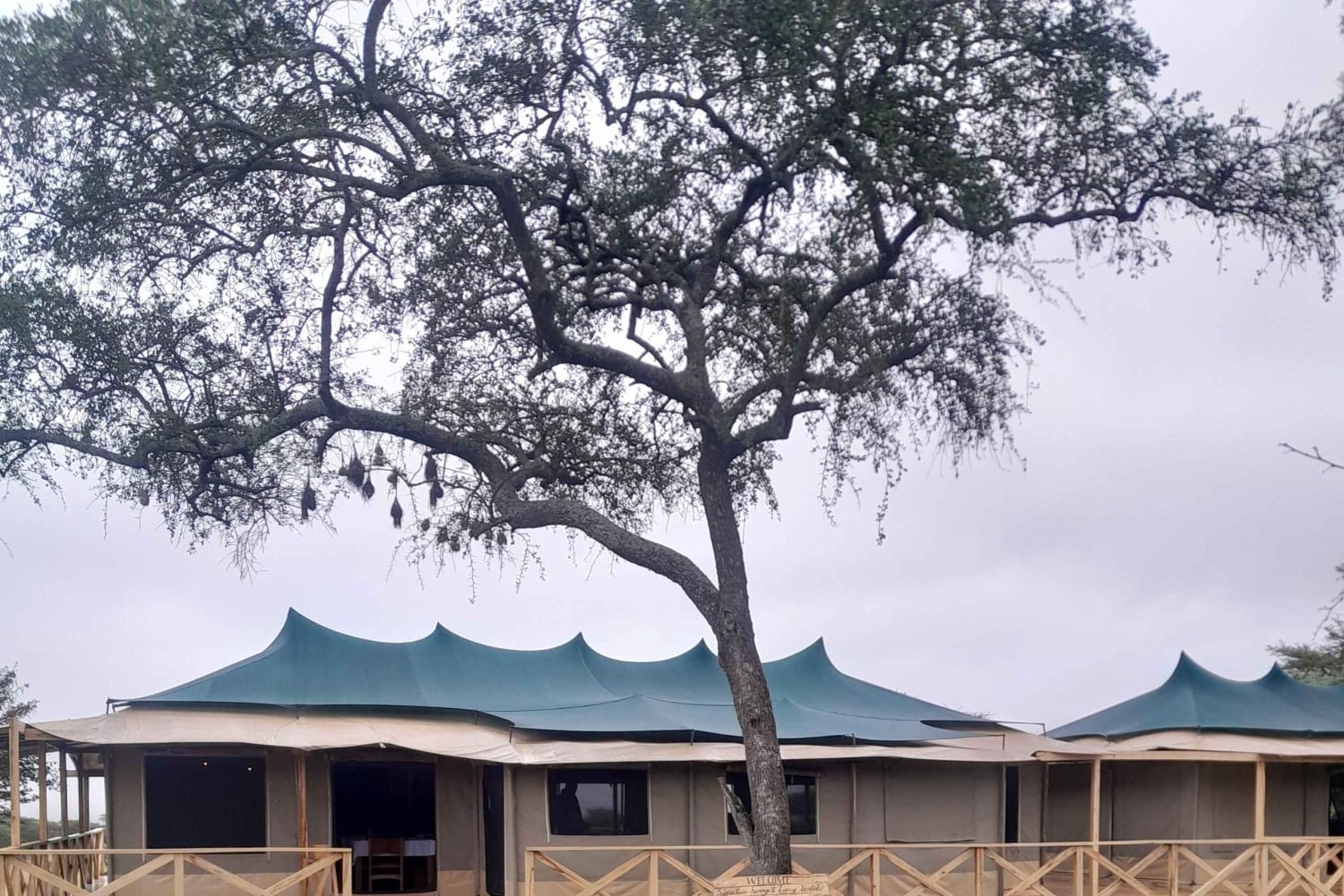 Zanzibar: 2-dagars safari i Serengeti med flyg