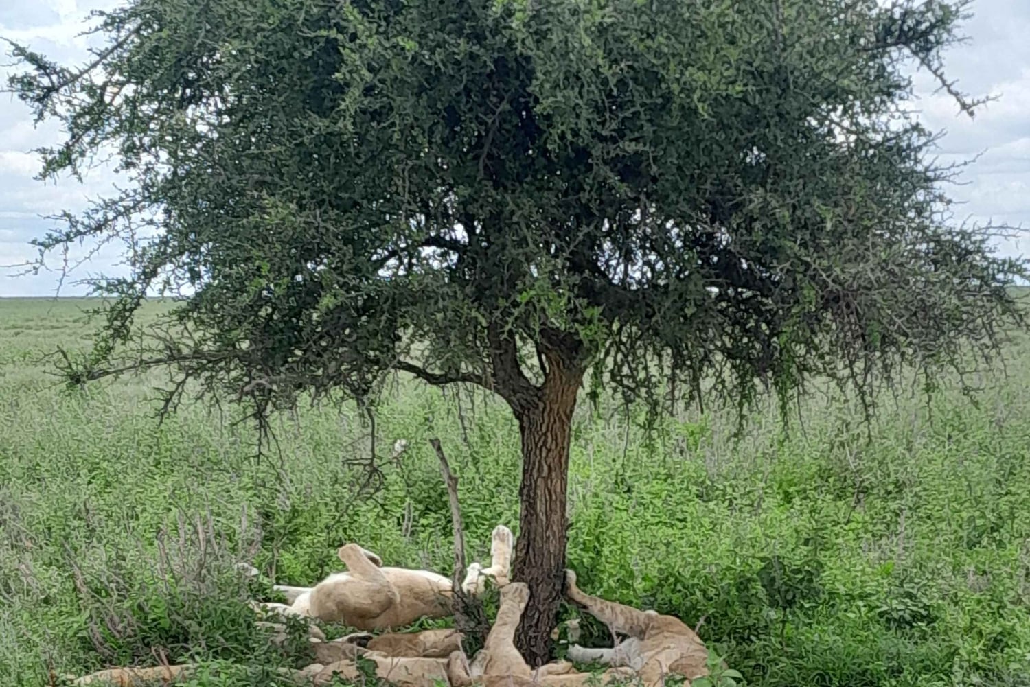Zanzibar: 2-dagars safari i Serengeti med flyg