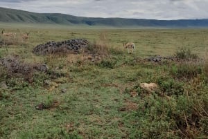 Zanzibar: 2-dagars safari i Serengeti med flyg