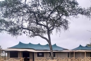 Zanzibar: 2-dagars safari i Serengeti med flyg