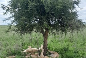 Zanzibar: 2-dagars safari i Serengeti med flyg
