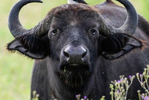 Zanzibar:2-Day Tarangire and Ngorongoro Crater from Zanzibar