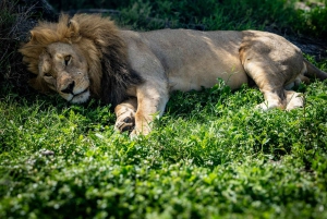 Zanzibar:2-Day Tarangire and Ngorongoro Crater from Zanzibar