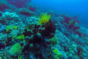 Zanzibar: 2 dages dykning fire dyk