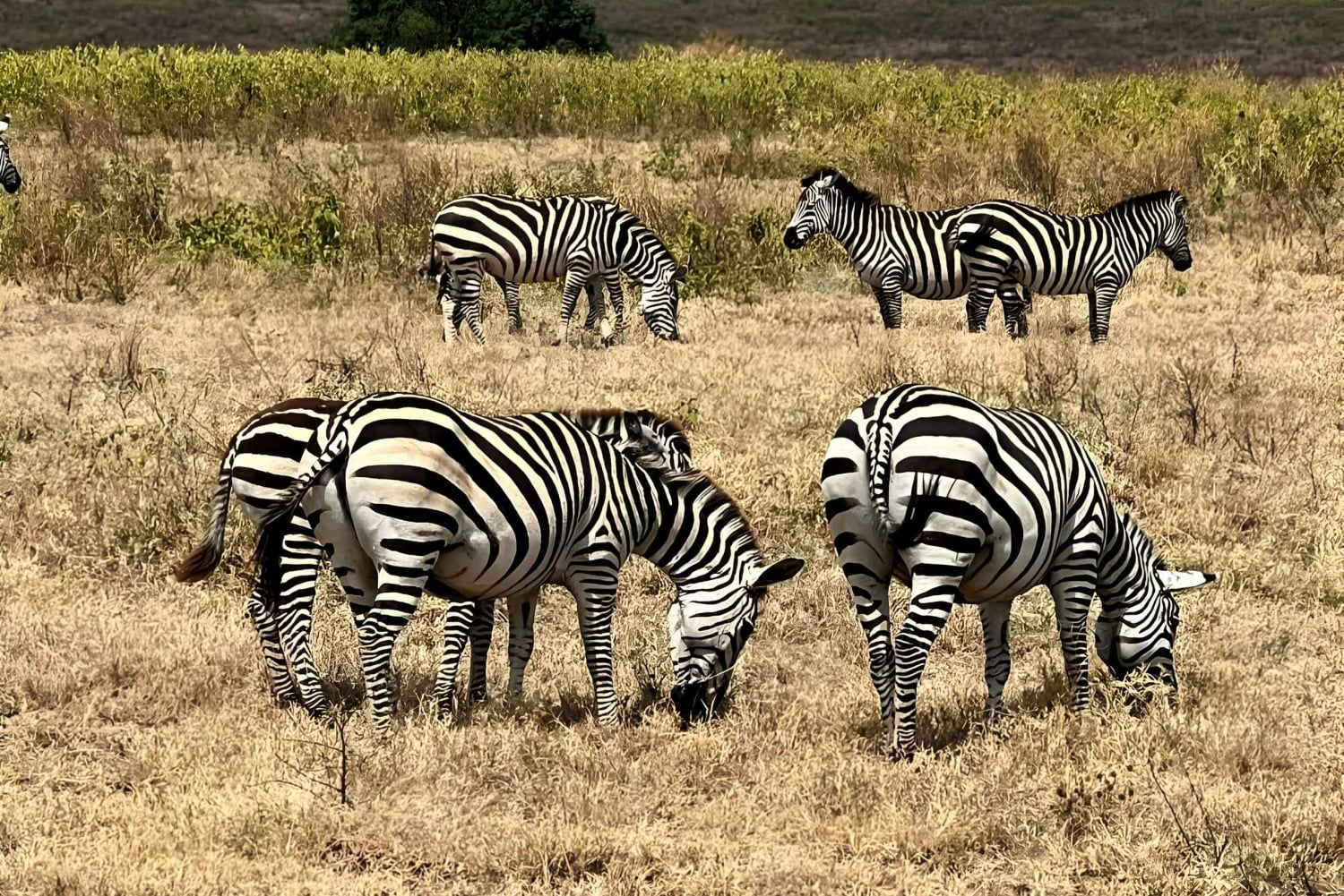 Zanzibar : Safari de 3 jours dans le parc national de Mikumi avec trajet en ferry