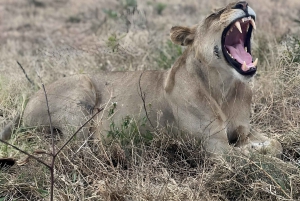 Zanzibar: 3-dagars safari i Mikumi nationalpark med färjetur