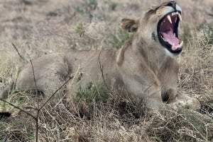 Zanzibar : Safari de 3 jours dans le parc national de Mikumi avec trajet en ferry