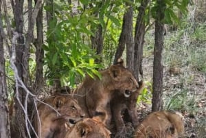 Zanzíbar: Safari de 3 días por el Parque Nacional de Mikumi con el Tren SGR