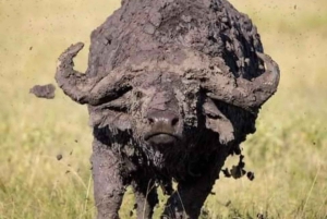 Zanzíbar: Safari de 3 días por el Parque Nacional de Mikumi con el Tren SGR