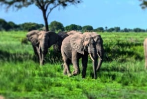 Zanzíbar: Safari de 3 días por el Parque Nacional de Mikumi con el Tren SGR