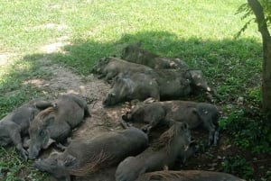Zanzíbar: Safari de 3 días por el Parque Nacional de Mikumi con el Tren SGR