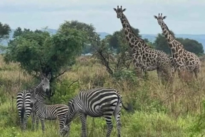 Zanzíbar: Safari de 3 días por el Parque Nacional de Mikumi con el Tren SGR