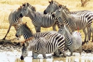 Zanzíbar: Safari de 3 días por el Parque Nacional de Mikumi con el Tren SGR