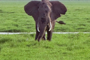 Zanzíbar: Safari de 3 días por el Parque Nacional de Mikumi con el Tren SGR