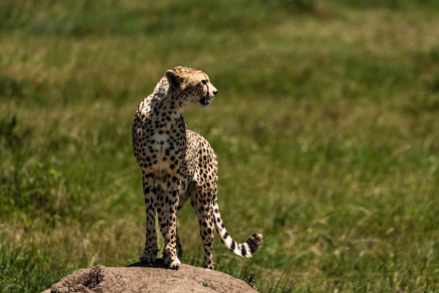 Zanzibar: 3-Day Northern Safari with Flights Included