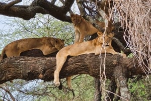 Zanzibar: 3-Day Northern Safari with Flights Included