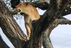 Zanzibar: 3-Day Northern Safari with Flights Included