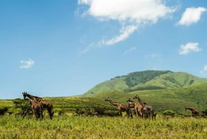 Zanzibar: 3-Day Northern Safari with Flights Included