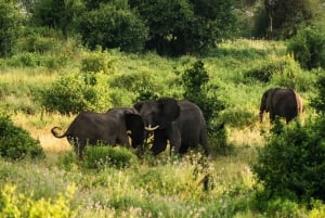 Zanzibar: 3-Day Northern Safari with Flights Included