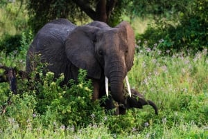 Zanzibar: 3-Day Northern Safari with Flights Included