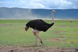 Zanzibar: 3-Day Northern Safari with Flights Included