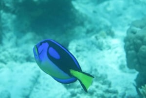 Zanzibar: 3 päivän PADI Open Water -sukellusseikkailu