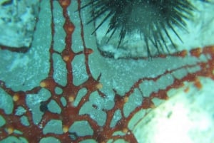 Zanzibar: 3 päivän PADI Open Water -sukellusseikkailu