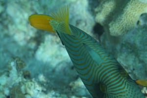 Zanzibar: 3 päivän PADI Open Water -sukellusseikkailu