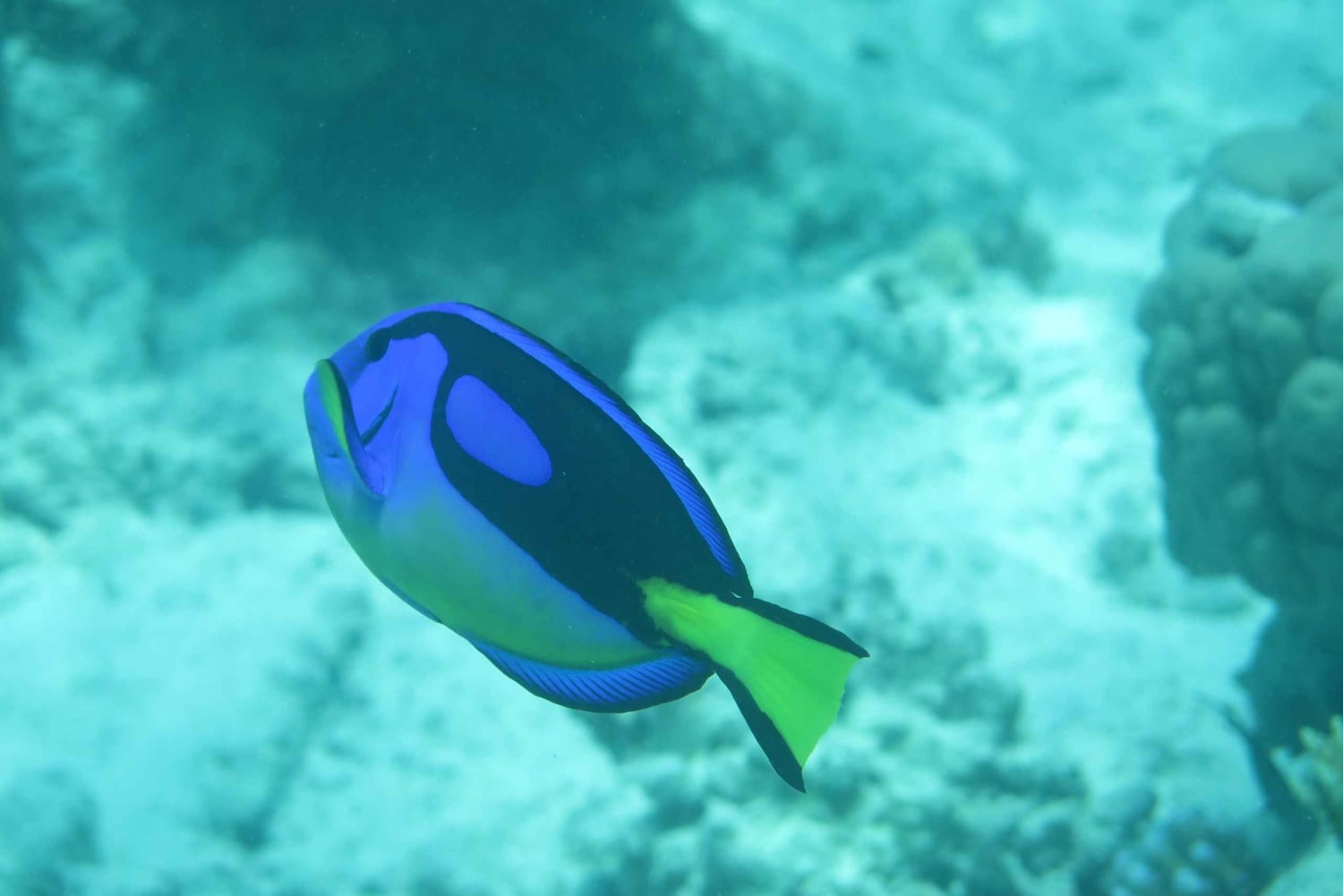 Занзибар: 3-дневный курс дайвинга PADI Open Water