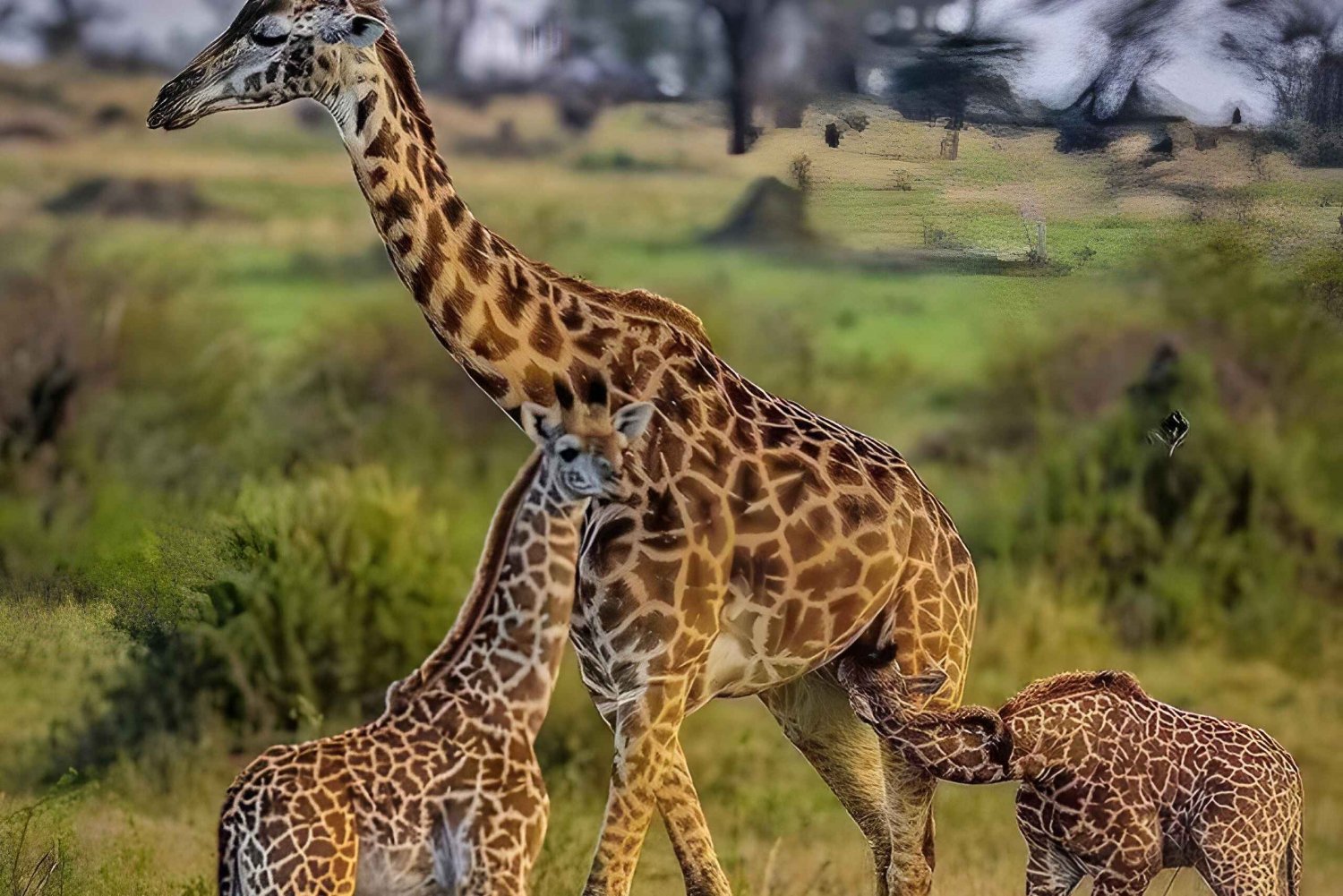 3-dages safari fra Zanzibar til Mikumi Park med elektrisk tog