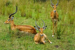 Sansibar: 3-tägige Safari nach Tarangire, Ngorongoro und Arusha
