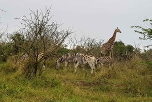 Sansibar: 3-tägige Safari nach Tarangire, Ngorongoro und Arusha