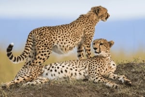 Zanzibar: 3-dagers safari med flytransport til Serengeti med måltider