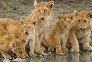 Zanzibar: 3-dagers safari med flytransport til Serengeti med måltider