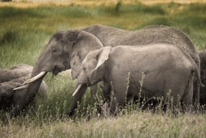 Zanzibar: 3-dagers safari med flytransport til Serengeti med måltider
